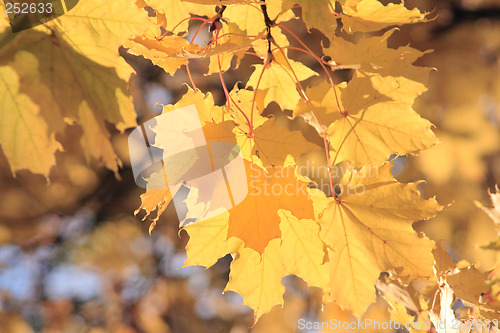 Image of Branch of maple-tree