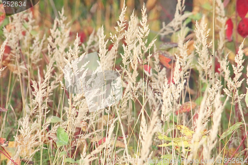 Image of Dry grass panicles