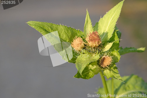 Image of Thistle stem