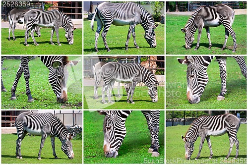 Image of Zebra