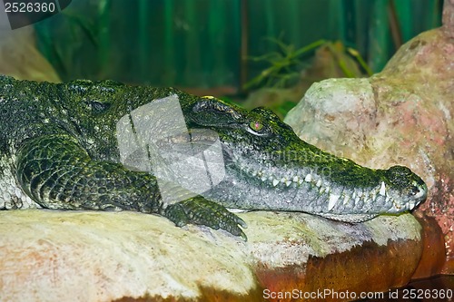 Image of Crocodile