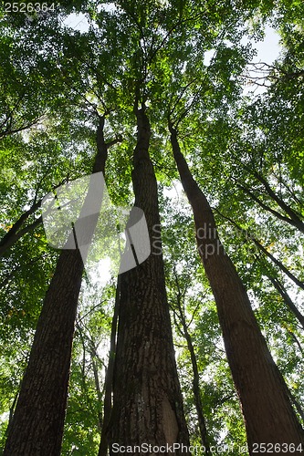 Image of Green forest
