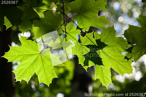 Image of Leaves background