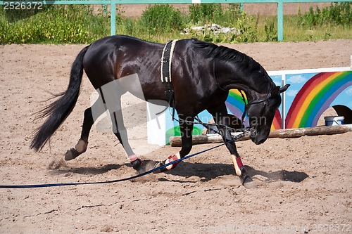 Image of Horse