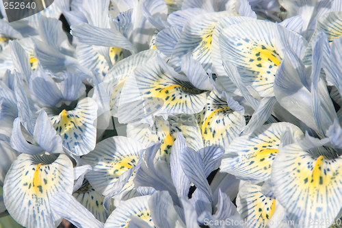 Image of Irises in spring garden