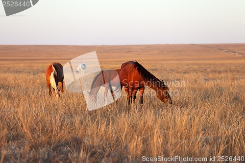 Image of Horses grazing in pasture