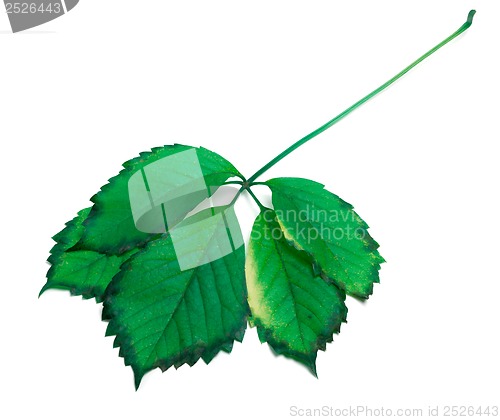 Image of Green leaf on white background