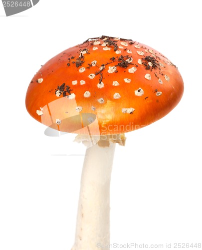 Image of Red fly agaric mushroom with pieces of dirt