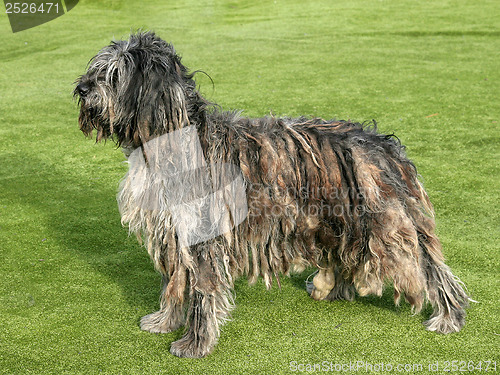 Image of Portrait of Bergamasco Shepherd dog