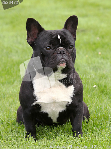 Image of Black French Bulldog on a meadow