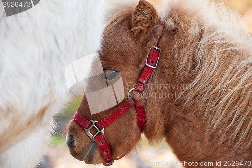 Image of Detail of brawn young horse