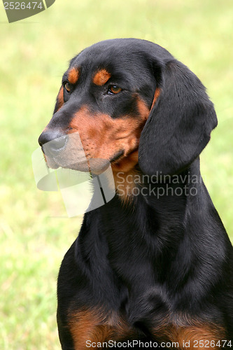 Image of Black Swiss Hound 