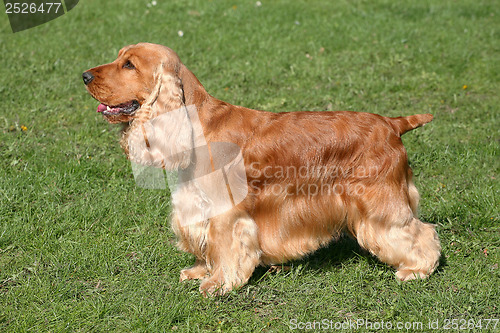 Image of Red English Cocker Spaniel