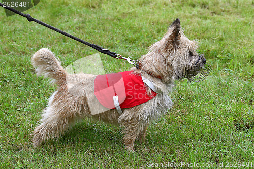 Image of Cain Terrier on a green grass lawn