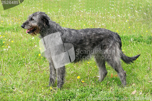 Image of Typical grey Irish Wolfhound 