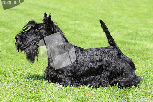 Image of Black Scottish Terriet in a summer garden