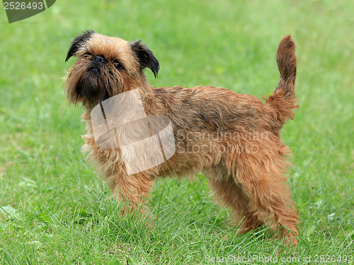 Image of Typical Griffon Bruxellois dog