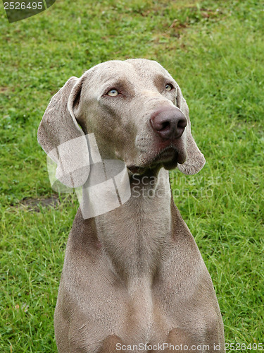 Image of Detail of Weimartaner Short Haired dog