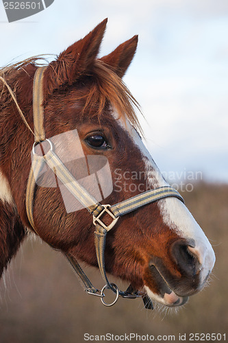 Image of Detail of race horse