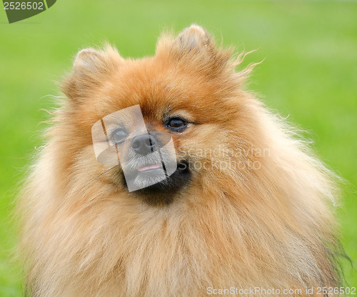 Image of Detail of Pomeranian dog