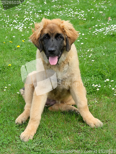 Image of Leonberger dog on a meadow