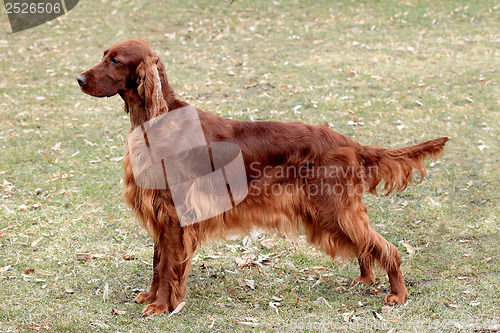 Image of Typical Iris Setter