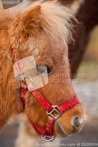 Image of Detail of brawn young horse