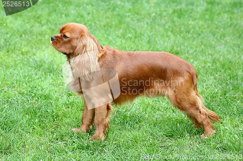 Image of Cavalier King Charles Spaniel