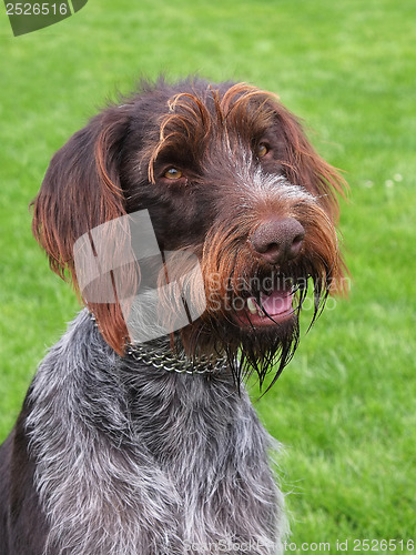 Image of Portrait of Bohemian Wire-haired Pointing Griffon