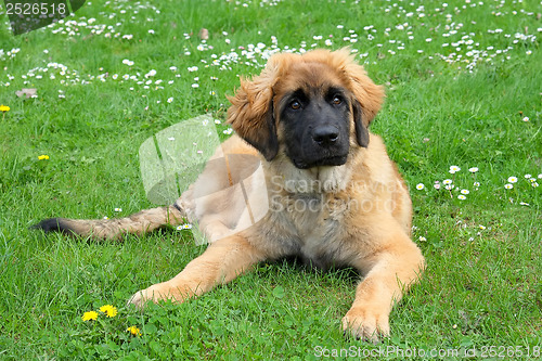 Image of Leonberger dog on a meadow