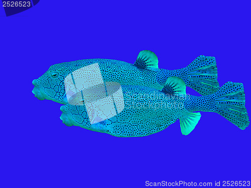 Image of boxfishes