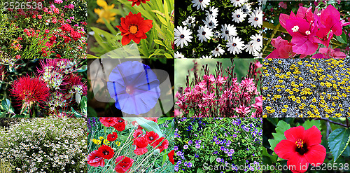 Image of flower collage