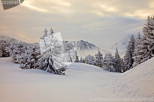 Image of Winter forest