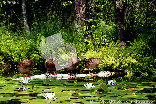 Image of four ducks