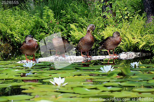 Image of four ducks