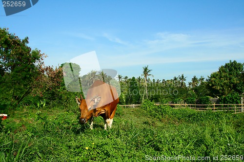 Image of Eating cow