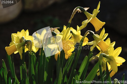 Image of narcissus