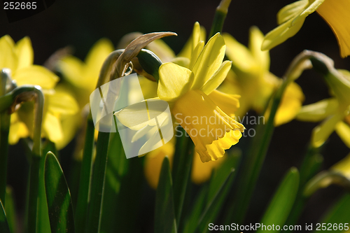 Image of narcissus