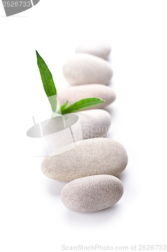 Image of green leaf and stones