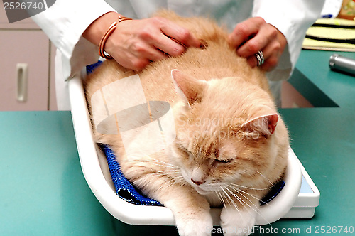 Image of Cat at the vet.