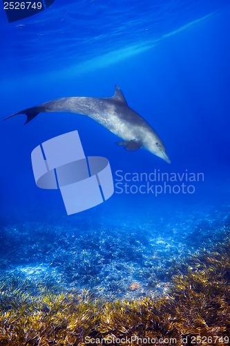Image of Dolphind and Corals