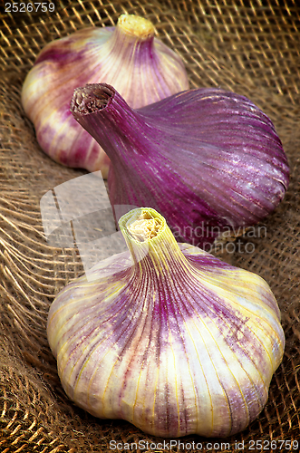 Image of Garlic