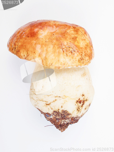 Image of Porcini Mushroom