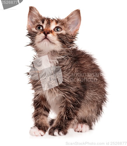 Image of Wet kitten