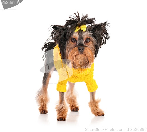 Image of Yorkshire terrier