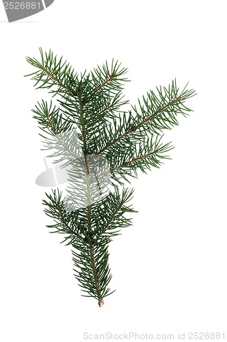 Image of Fir branch