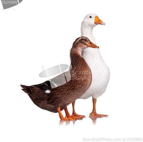 Image of Duck and goose