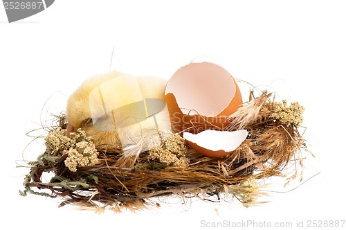 Image of Chicken in nest