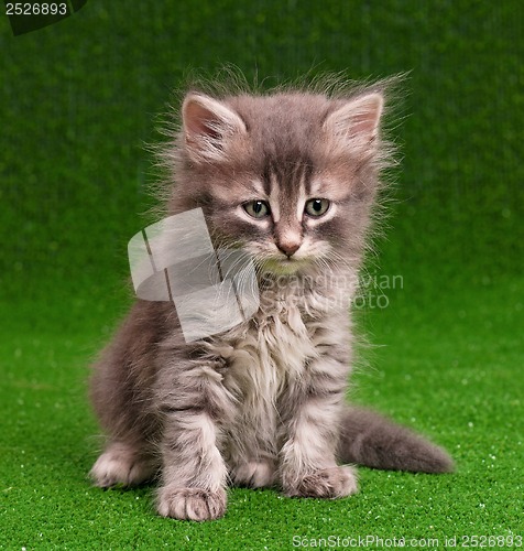 Image of Cute gray kitten