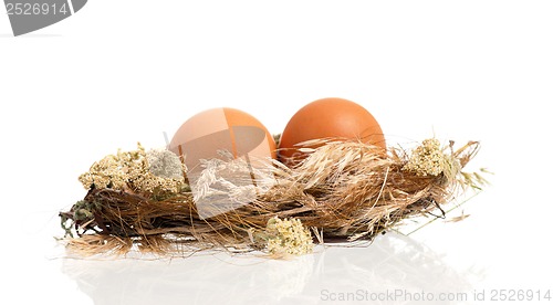 Image of Eggs in nest